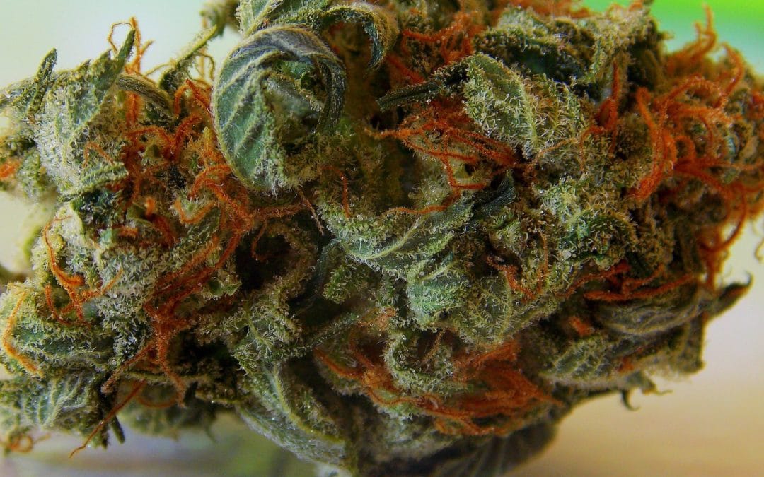 Marijuana och din hud: Det goda, det onda och det fula