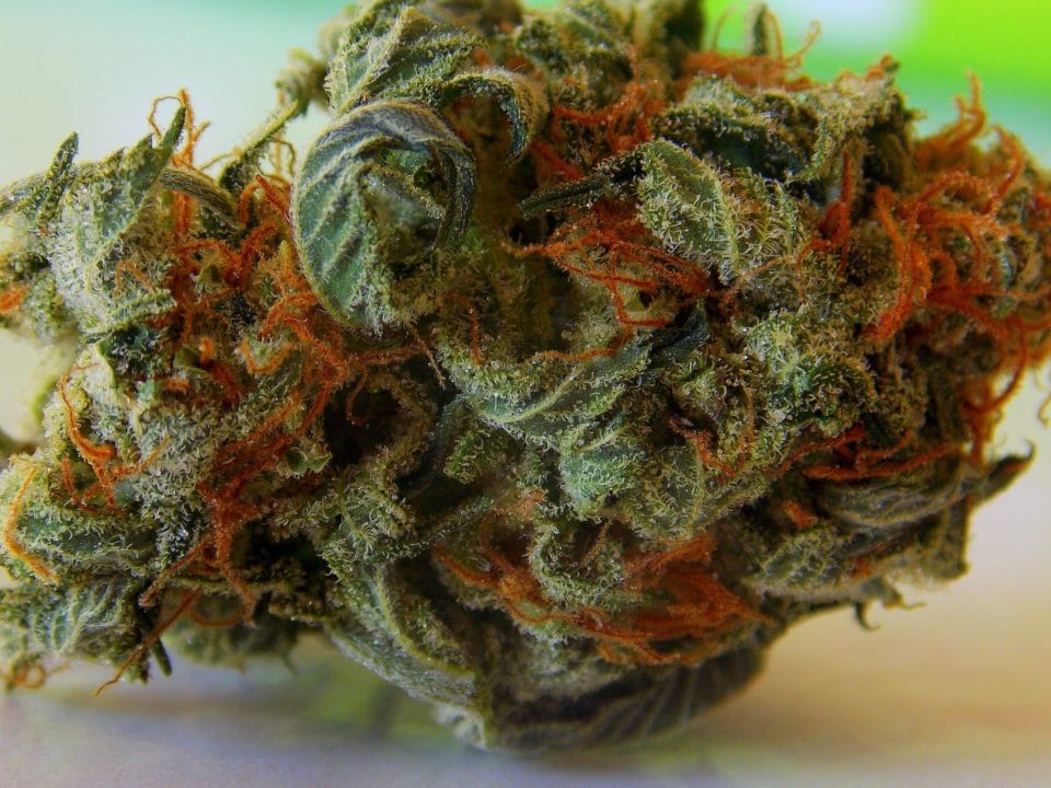 marijuana weed bud cannabis and Your Skin: The Good, the Bad, and the Ugly