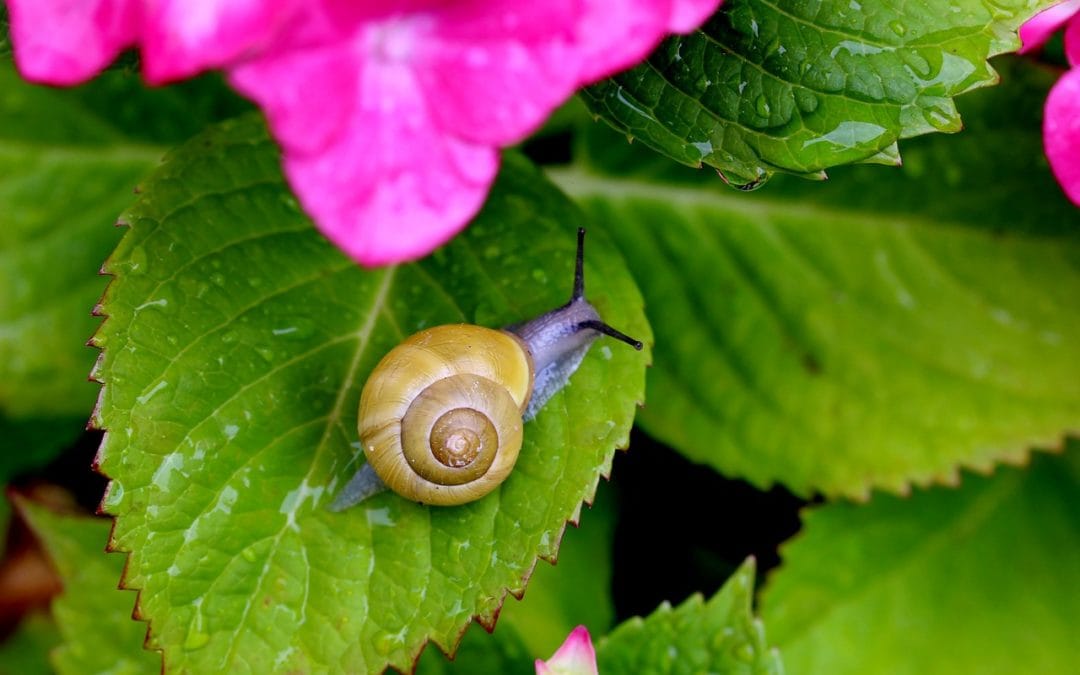 Applications of Snail Slime in Skincare Products