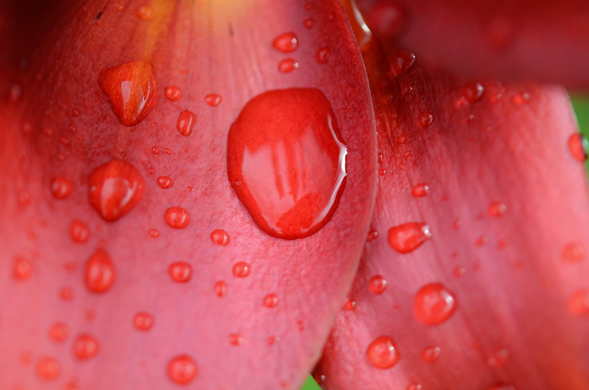 Flecken pilz rote auf eichel Balanitis (Eichelentzündung),